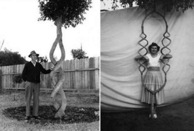 Вскоре он понял, что его деревья пользуются популярностью, и решил создать "Tree Circus". Эрландсон никому не раскрывал секрета своей технологии, тщательно защищая от шпионов "Рецепт" прививки, которую он делал деревьям. 