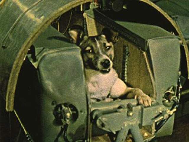 Первым живым существом, выведенным на орбиту на советском корабле "Спутник-2" 3 ноября 1957 года, стала собака Лайка. Это был первый обитаемый объект на орбите. Совершив несколько витков Лайка погибла от перегрева в апогее орбиты. 