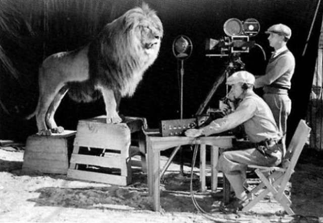 Операторы снимают рев льва для заставки кинокомпании MGM. Кадры стали легендарными.