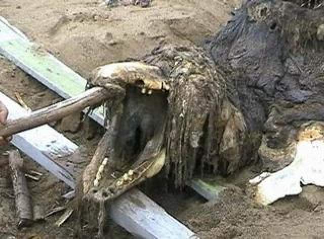 Уже вскоре ученые-ихтиологи вынесли вердикт - сахалинский "ископаемый ящер" оказался обычной большой касаткой. 