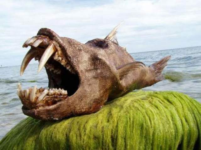 Время от времени журналисты заявляют, что на престижном пляже одного из островов найдено очередное удивительное чудовище. 