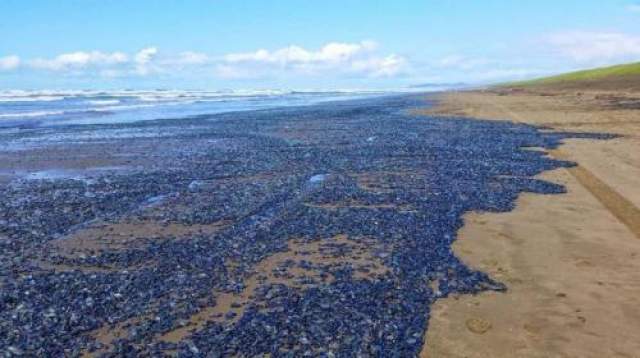 Велелла (парусница) Это не фотошоп, а реальная фотография побережья Южного Уэльса (Великобритания) в 2004 году, на которой мы видим массу выброшенных на берег голубых моллюскообразных созданий, которых называют "парусницами". 