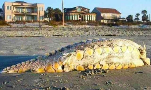На пляж Фолли-Бич в штате Южная Каролина (США) в 2012 году вынесло необычного морского "монстра" гигантских размеров и с массивными костяными "щитками" вдоль боков - как у динозавра. НАрод начал гадать, кто бы это мог быть. Правда оказалась следующей: это был никакой не монстр, а обычный гигантский атлантический остер, который приобрел необычную окраску, подвалившись на солнцепеке. К тому же гигантский атлантический осетр на самом деле похож на монстра: он ведет свою родословную от особей, обитавших на Земле сотни миллионов лет назад, и может достигать почти 5 метров в длину и весить до 250 кг.