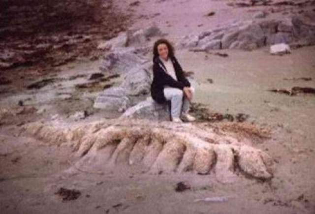 Гибридный блоб был выброшен на побережье Шотландии в 1990 году, и даже передовые биологические методы классификации не помогли - это существо до сих пор остался неопознанным и неизвестным. Луиза  Уиттс, которая обнаружила эту штуку, описала ее так: "Это было нечто, и вроде бы голова была на одном его конце, а хвост - на другом, изогнутая спинка была покрыта чем-то вроде плавников вдоль спины." Еще одно таинственное существо , которое мы никогда не сможем определить. 