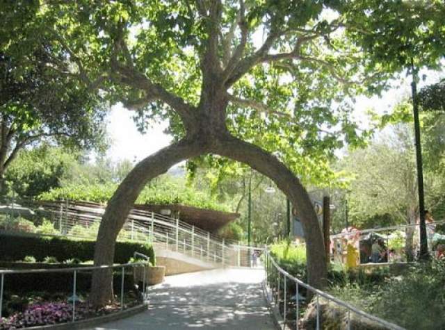 Интересный факт: в 1985 году после того, как "Tree Circus" перестал существовать, деревья были выкуплены миллионером Майклом Бонфанте 