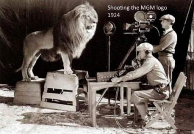 Съемка льва для логотипа Metro-Goldwyn-Mayer 