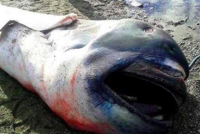 Большеротая акула  В январе 2015 года филиппинские рыбаки были порядком напуганы, обнаружив это создание длиной 4,5 метра. Странное чудовище оказалось большеротой акулой - глубоководной акулой-долгожителем, которая может дожить до ста лет, но которую редко можно встретить. 