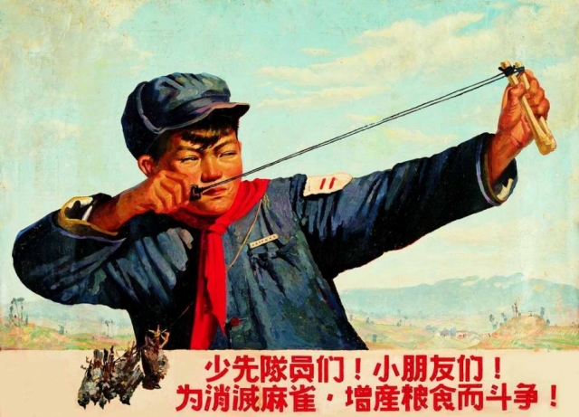 В 1958 году по инициативе Мао в Китае была объявлена борьба с воробьями, вредящими урожаям. Так как птички не могут проводить в воздухе больше 15 минут, китайцы не давали им сесть, пока они не падали замертво от усталости.