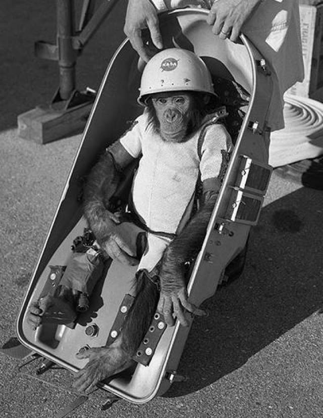 Обезьяна Гордо - первое животное, запущенное во внеземное пространство американцами 13 декабря 1958 года, - стала первой обезьяной, побывавшей в космосе.