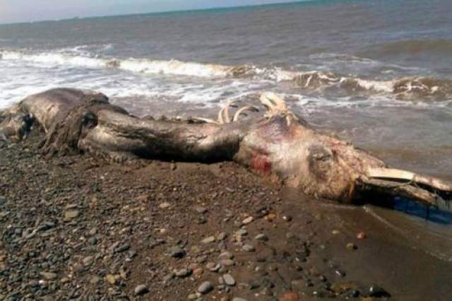 Сахалинский монстр  Эти страшные останки непонятного монстра длиной в два человеческих роста вынесло на берег в июне 2015 года на севере острова Сахари в районе города Шахтёрска. 
