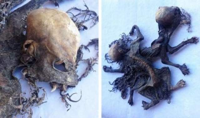 В Чили обнаружены останки неизвестного существа. Чупакабра? Останки неизвестных животных нашел работник фермы Брицио Сальдивар. Они находились на сене в сарае старого винного завала небольшого городка Монте-Партия, что на востоке чилийской провинции Лимари.
