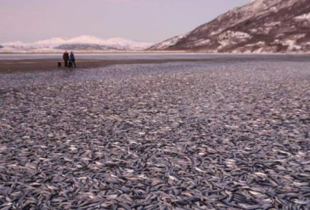 Берега Норвегии омылись рыбой в канун Нового года  В 2012 году тысячи мертвых сельдей покрыли берега северной Норвегии, а затем еще более странным образом исчезли. 