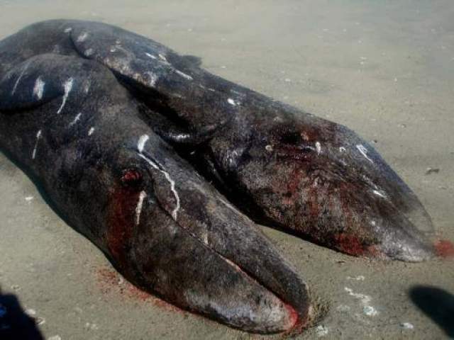 Киты - сиамские близнецы  В январе 2014 года мексиканские рыбаки столкнулись с невиданным прежде: они обнаружили в прибрежных водах двух погибших детенышей серого кита, сросшихся в единое целое. 