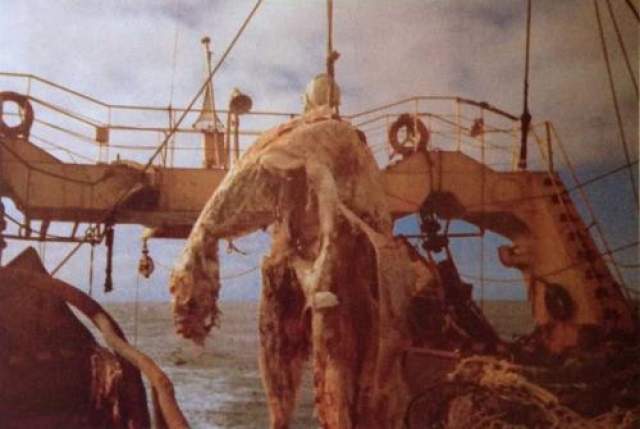 Туша Дзуйе-Мару 25 апреля 1977 года японский рыболовный траулер "Дзуйе-Мару", плавающий у побережья Новой Зеландии, обнаружил в воде мертвое морское животное неподалеку от берега. 