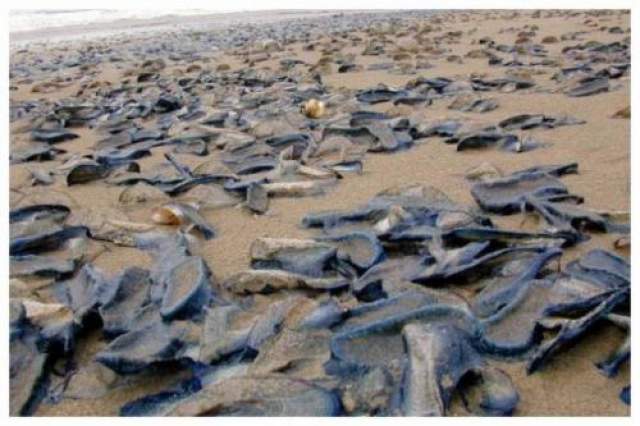 Миллиарды странных существ наводняют пляжи Соединенных Штатов Невероятное количество существ, известных как "велелла", было прибито к западному побережью в Калифорнии.