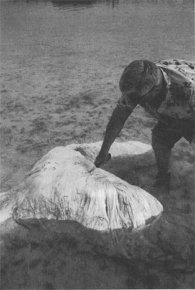 В мае 1988 года на мелководье Мангового залива самого крупного из Бермудских островов были обнаружены останки крупного животного, получившие навзвание "Бермудский блоб". Местный рыбак Тэдди Такер описал тушу, как "2, 5-метровую 70 см в толщину, очень белую и волокнистую, с пятью конечностями, наподобие бесформенной звезды". Ни костей, ни хрящей, ни отверстий, ни запаха. Трое мужчин не смогли перевернуть тушу. От нее было невероятно трудно отрезать хотя бы небольшой кусочек. 